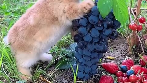 little rabbit eats grapes
