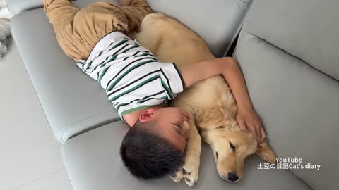 “How does a golden retriever react when I'm unhappy？ I'm conquered by the dog