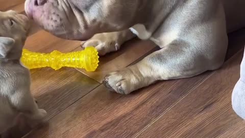 Mom Dog Playing with Her Puppy – Pure Love! / Mamă Câine Se Joacă cu Puiul Ei 🐶❤️