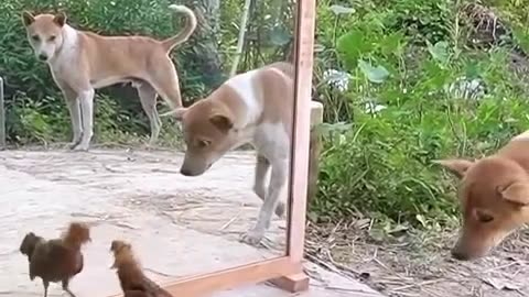 See how you react when you see your face in the mirror. #funnyvideo