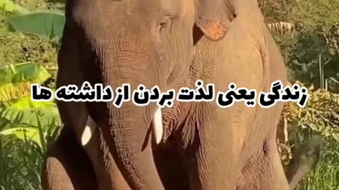 Life is about enjoying what you have. How big is an elephant's penis?🤣