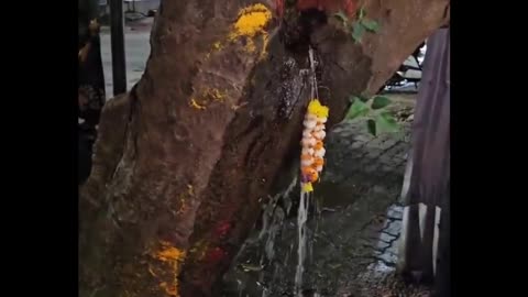 Tree Cries ‘Amrit’: Devotees Flock — Truth Leaves Everyone Shocked!