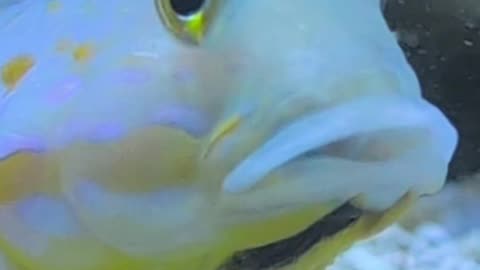 This Fish Has That “Bad Bih” Energy