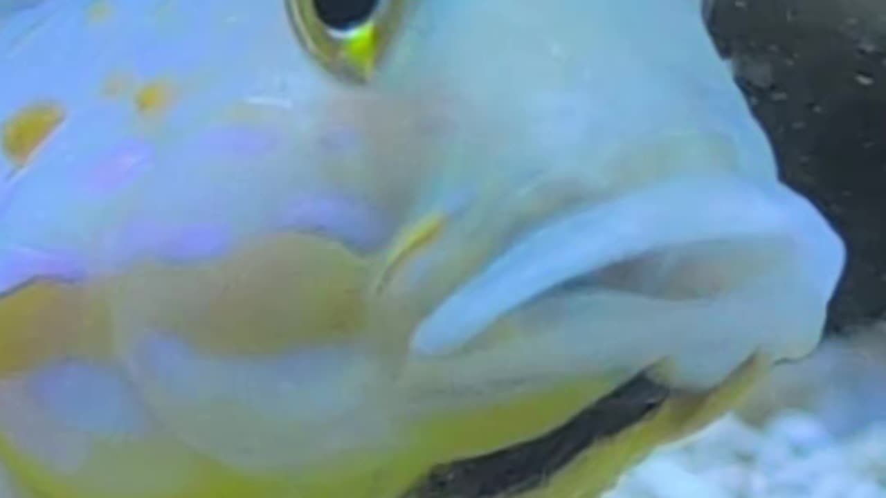 This Fish Has That “Bad Bih” Energy