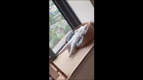 Funny animals Video 2025