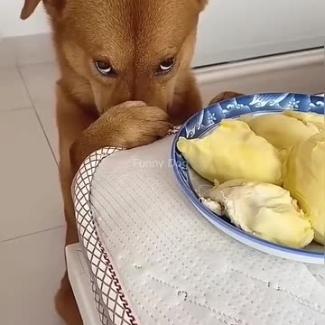 dog funny video #animalcomedy #funnyanimals