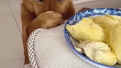 dog funny video #animalcomedy #funnyanimals