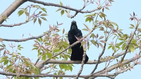 Asian cuckoo koyal bird sounds koel bird singing song loud sounds of koyal ki a