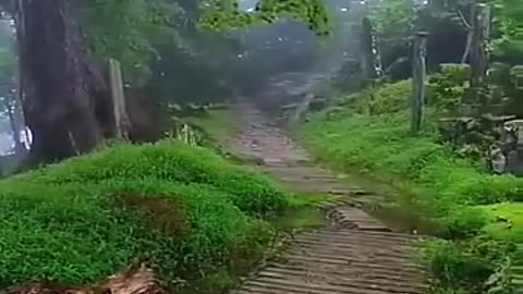 Soothing Forest Vibes 🍀🌧️ | WAIT & Relax for a Moment