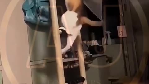 Funny animals video