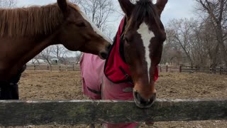 Horse Gnawing on a Wooden Fence