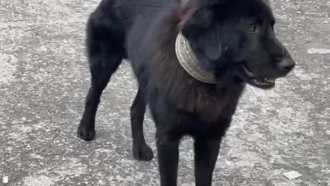 😂🐺 Black Beautyyyyy... | FunFM