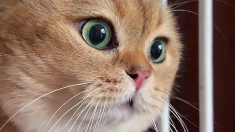 Is this cat a human transformed? Or is it imitating me by walking on two legs?