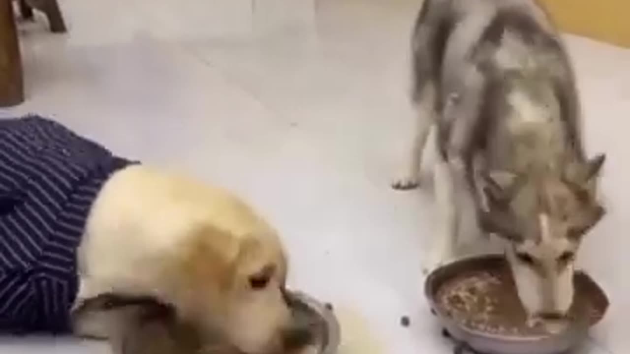 Funny animal