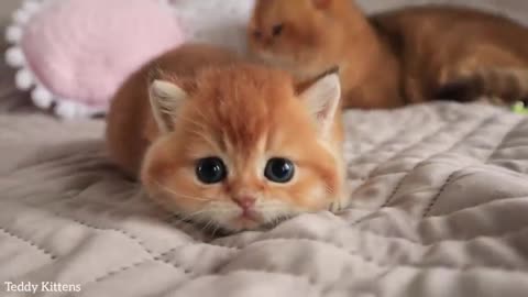 Once upon a time there was one cutest kitten... 💕