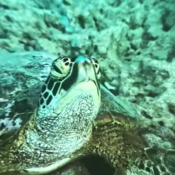 Did you know that sea turtles can hold their breath for up to 7 hours?