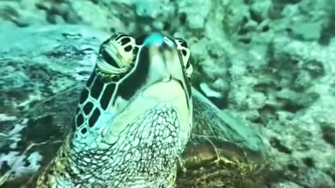 Did you know that sea turtles can hold their breath for up to 7 hours?