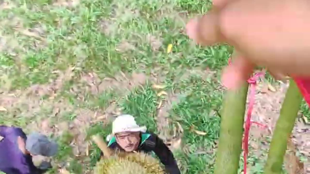 Harvesting Durian Fruit - Porter Farm #107 #Harvesting #DurianFruit #SurvivalSkills