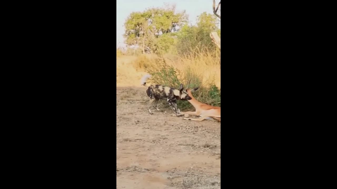 THE WILD DOG HUNT