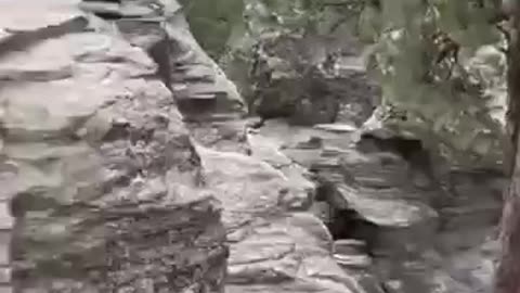 Giant Petrified Biology