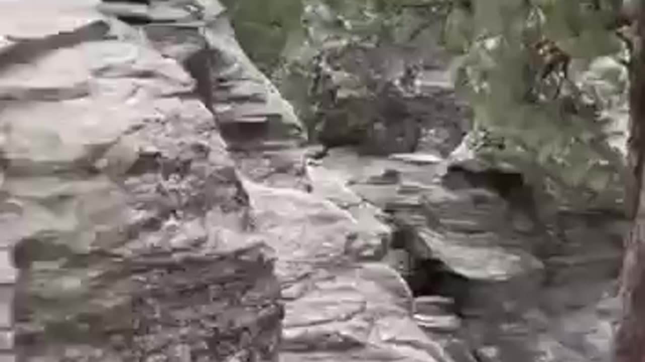 Giant Petrified Biology