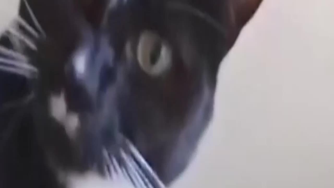 Crazy cat's caught on cam.