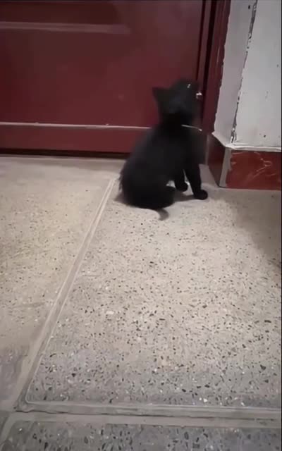 Cat in distress alarm sound 🤣👍