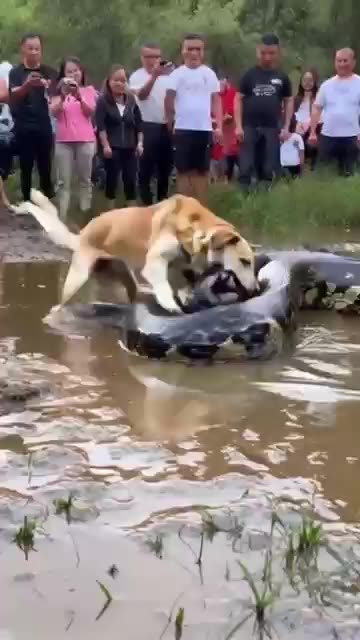 Dog vs Snake: Incredible Battle in the Wild!"