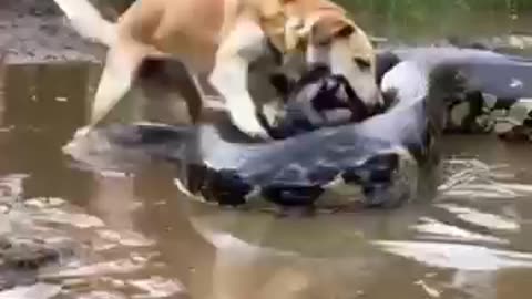 Dog vs Snake: Incredible Battle in the Wild!"