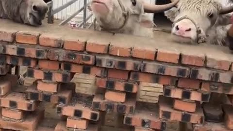 😭😹 Poor Baby's Epic Fail Will Melt Your Heart! | FunFM