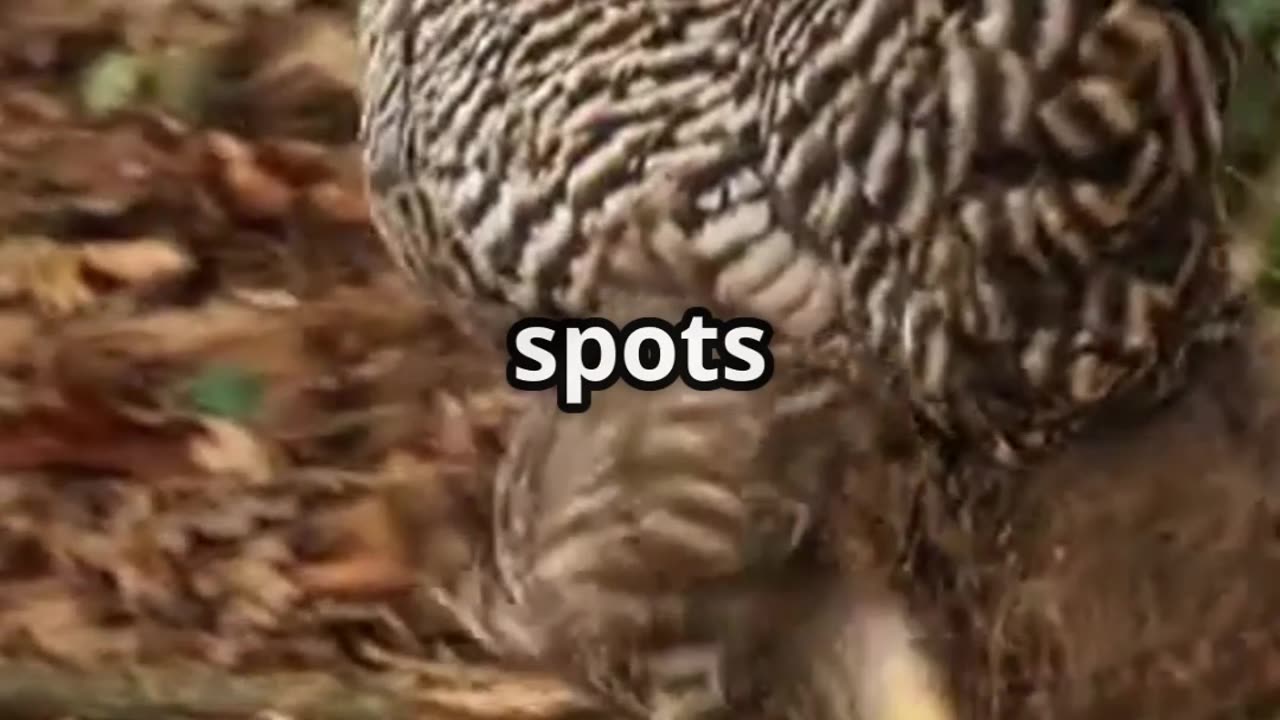 The Genius Chicken: A Three-Legged Wonder!
