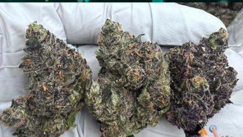 Mob Boss THCa Flower | 27% Hybrid | Citrus Earthy Floral | Focused, Talkative, Happy | Bulk #thca