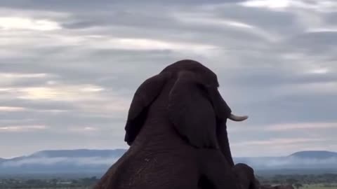 "Incredible Moment: Elephants Mating in the Wild!"