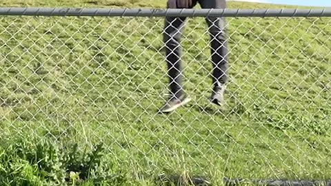 How different animals get over a fence with emojis. They got over but at what cost 😂