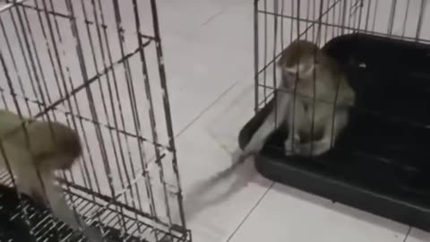 Funny Animal