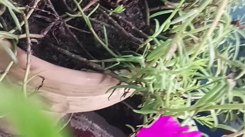🌸 Beautiful Surprise Bloom in My Home Garden | Nature's Hidden Gem 🌼