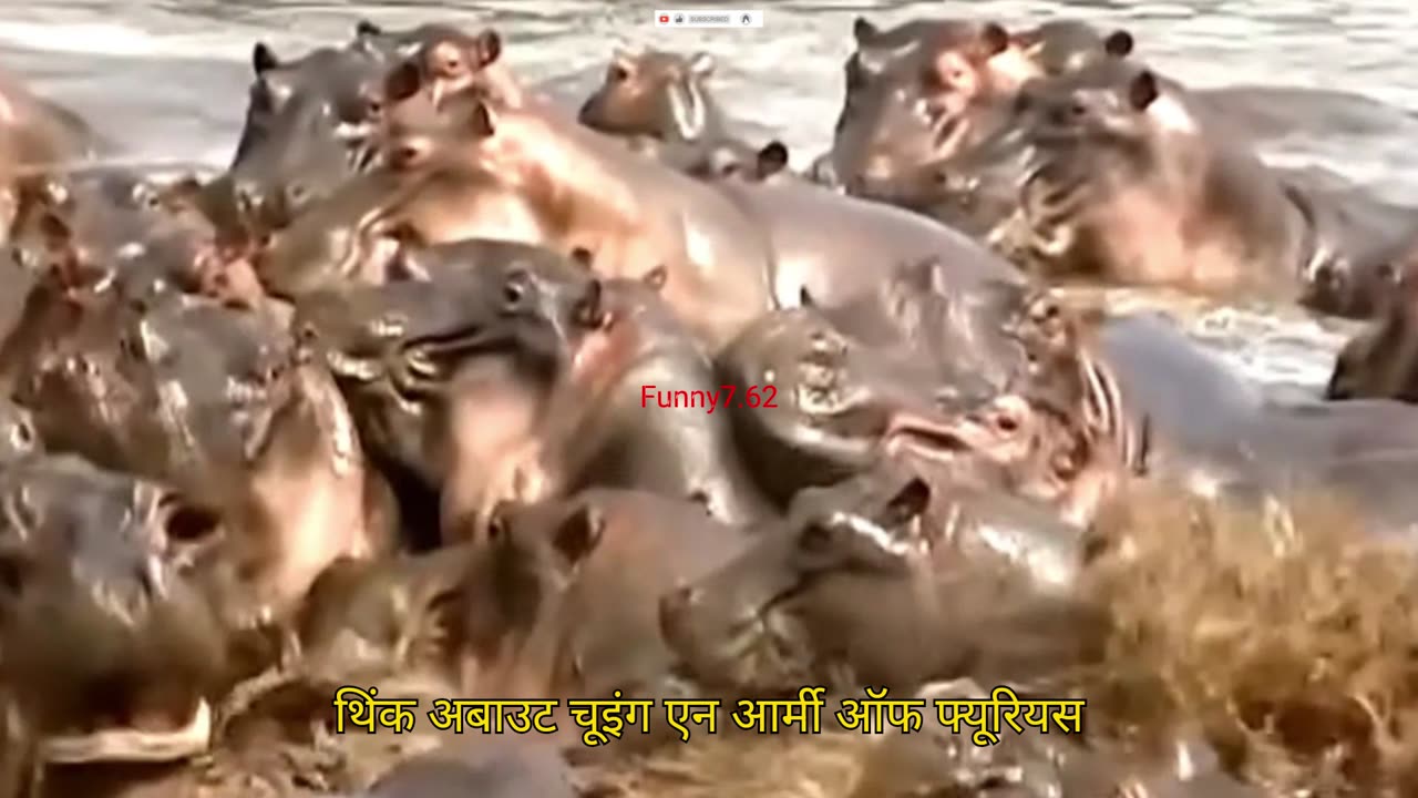 Hippo Revenge Croc’s Big Mistake!