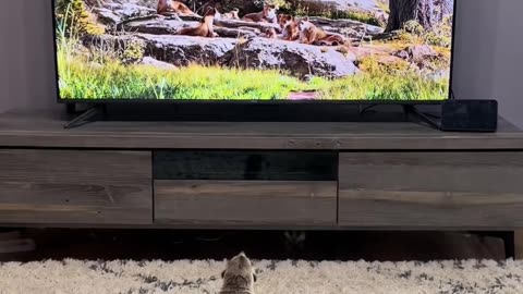 😱🐾 It's Scary and Interesting! | FunFM