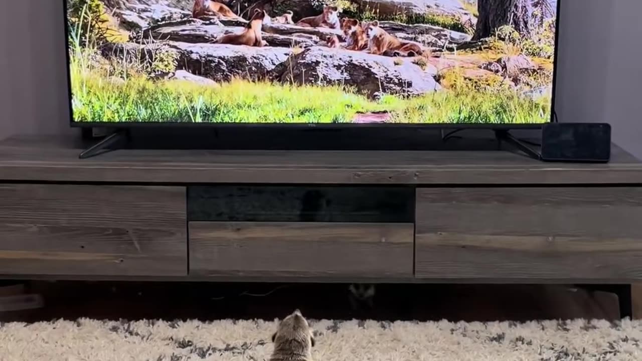 😱🐾 It's Scary and Interesting! | FunFM