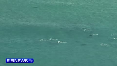 Humpback families have hit the highway for warmer water 9 News Australia