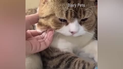Animal Funny Gags
