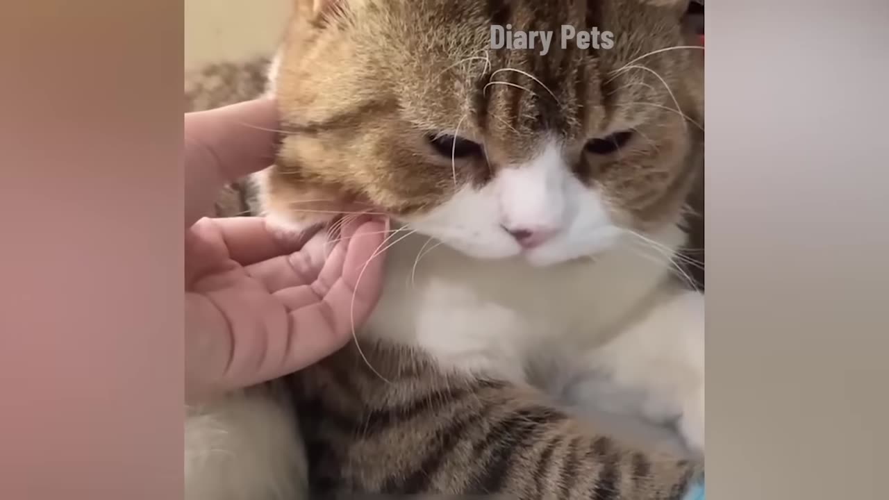Animal Funny Gags