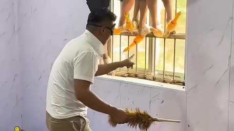 Screaming Chicken Challenge Gone Wild! Funny Video":