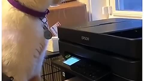 Watch these entertaining pets