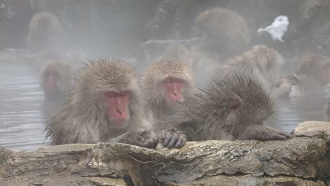 Monkey