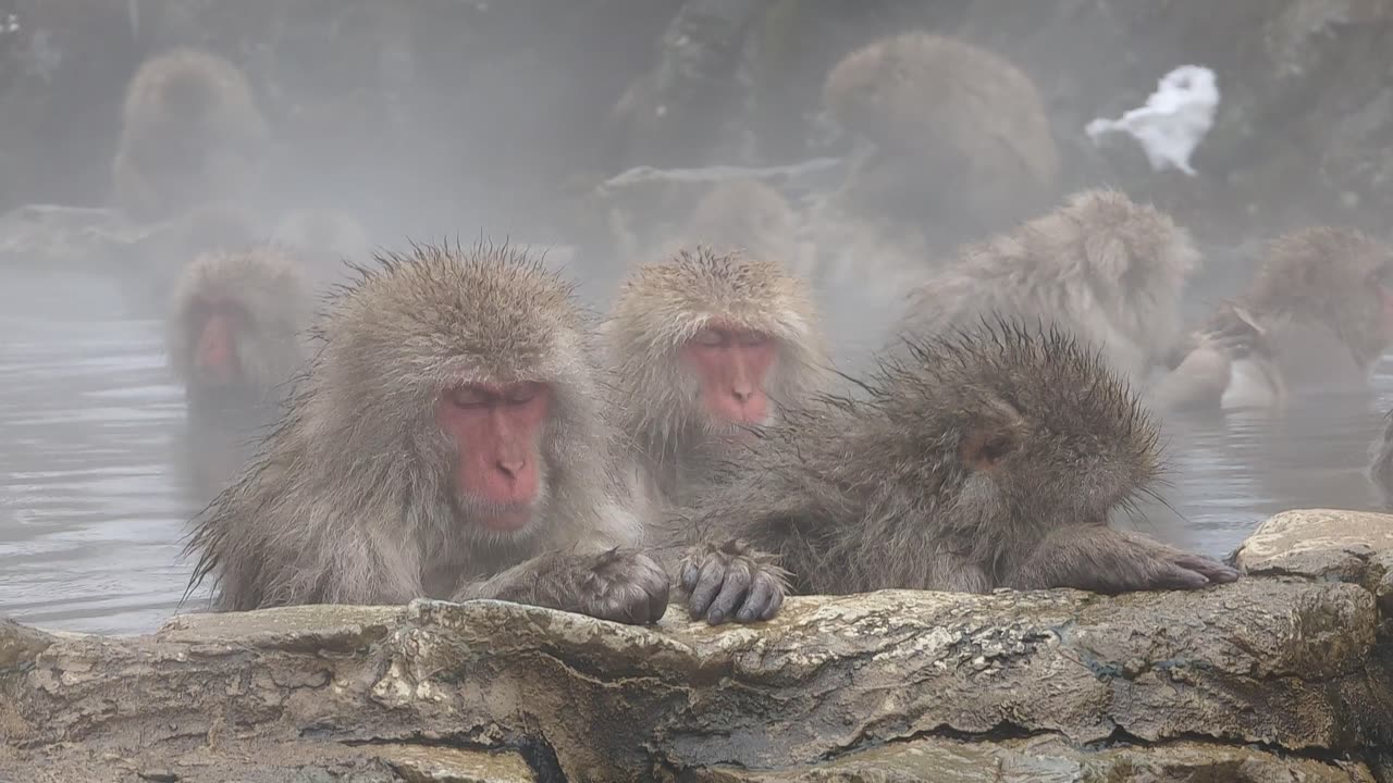 Monkey