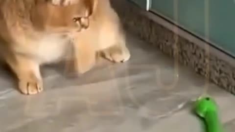 Funny video