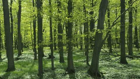 3M TV 🌿 Relax • Chill • Meditate • Sleep 😴 | Water Flow 💧 Forest 🌳 Birds 🐦 3H Nature Adventure