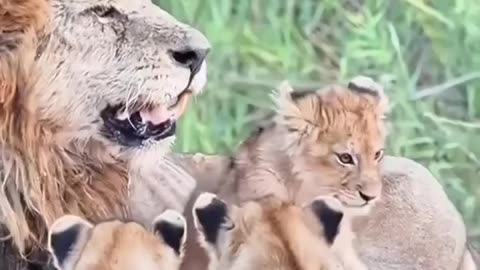 Baby lion irritating🤣 father