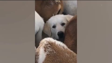 HOWL & ROAR | PART 10 ANIMAL FAIL💯🔥